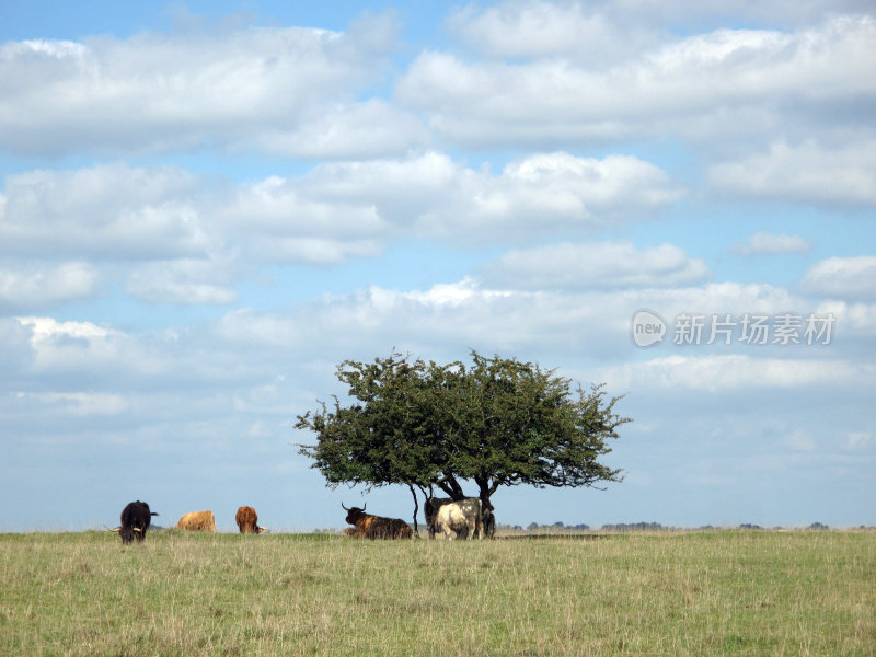 英国格洛斯特郡，Minchinhampton Common上的牛